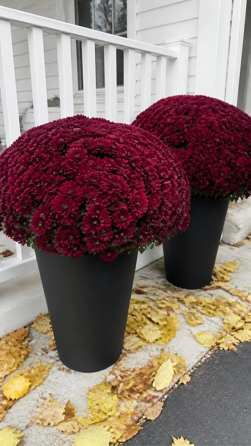 A super-realistic photo of two tall matte black planters holding giant mounded burgundy chrysanthemums, the dark red petals contrasting with a white porch railing and yellow leaves on the ground, everyday social media post aesthetic, photorealistic, high-quality mobile photography, shot on an iPhone 14