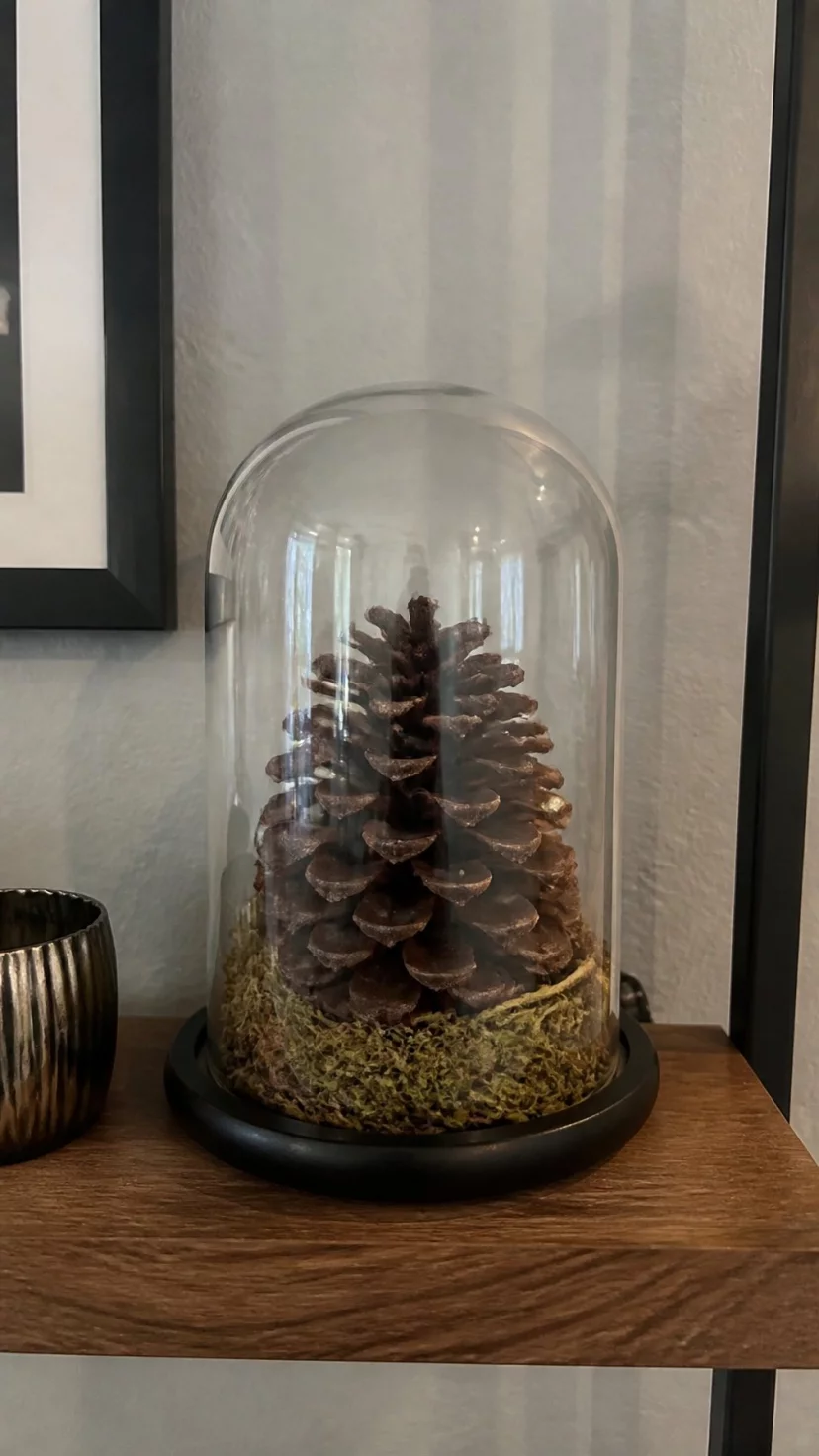 A super-realistic photo of a living room shelf featuring a clear glass cloche over a single large pinecone resting on a bed of dried moss, everyday social media post aesthetic, photorealistic, high-quality mobile photography, shot on an iPhone 14