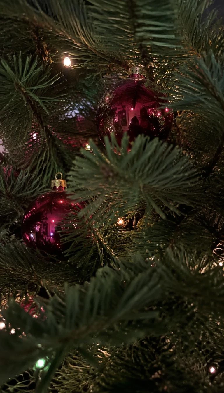 A candid, realistic iPhone photograph of a Christmas tree interior branch, two rich magenta glass ornaments hidden within dense dark pine foliage, low contrast, natural residential holiday scene